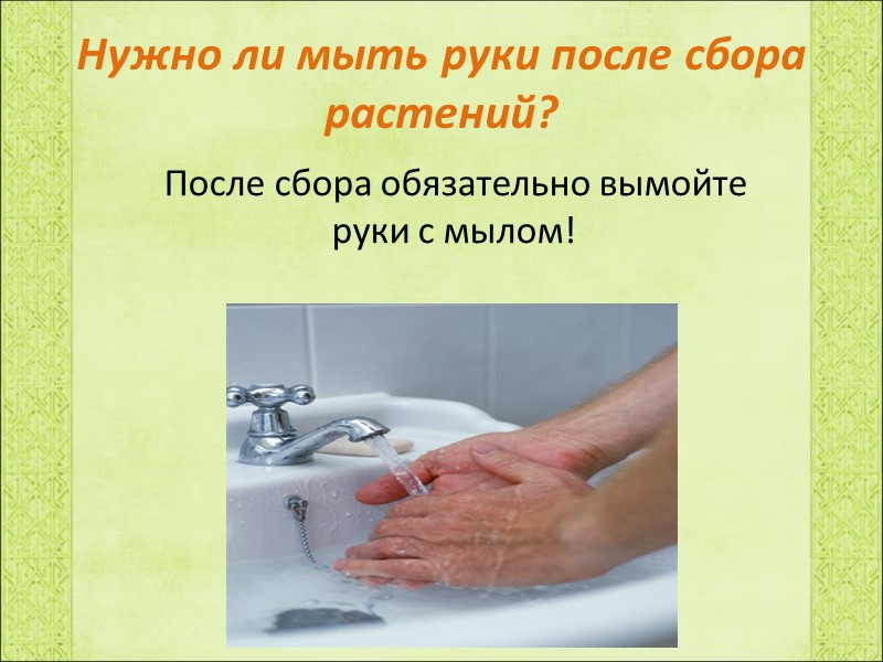 Нужно ли мыть руки после сбора растений?     После сбора обязательно